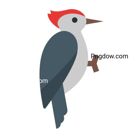 Woodpecker transparent background free