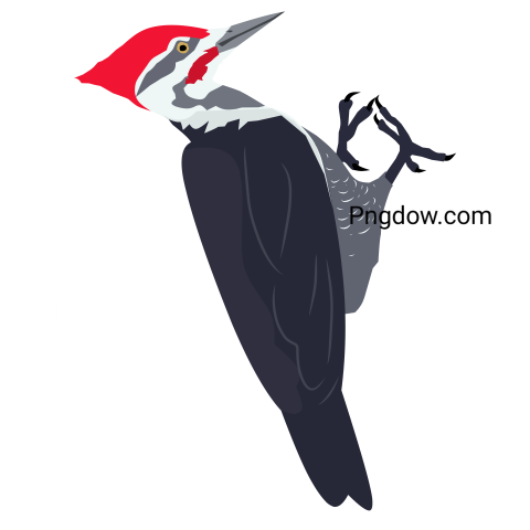 Woodpecker transparent background, free