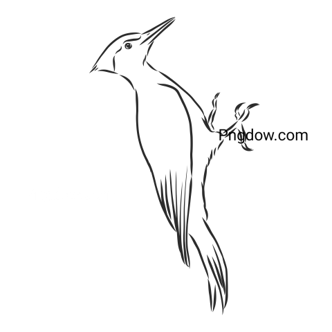 Woodpecker Bird Vector Sketch, free