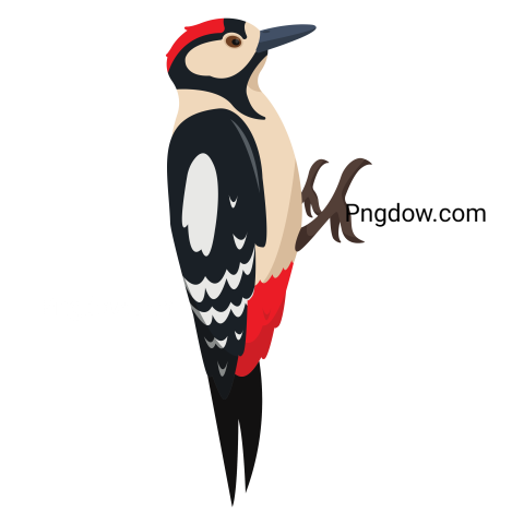 Woodpecker Bird, transparent background