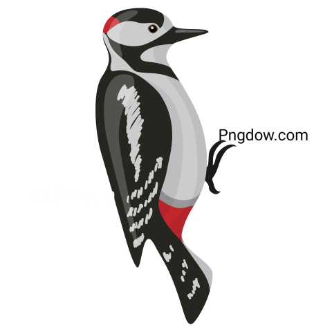 Woodpecker Illustration, PNG free