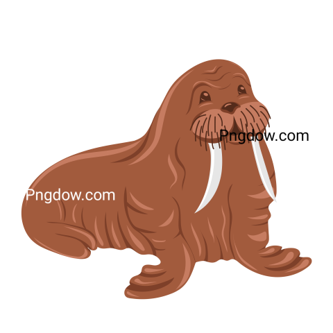Walrus transparent background free