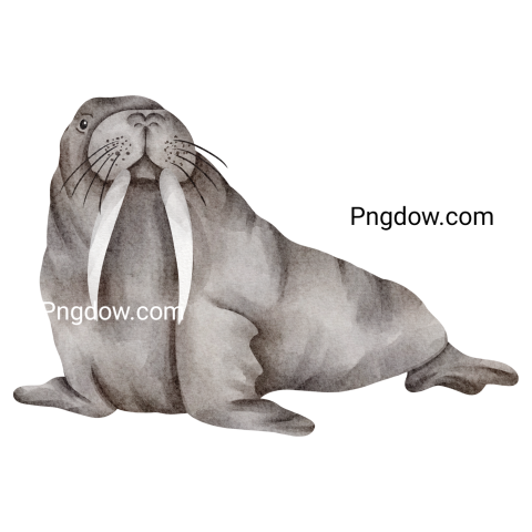 Watercolor walrus png image free download
