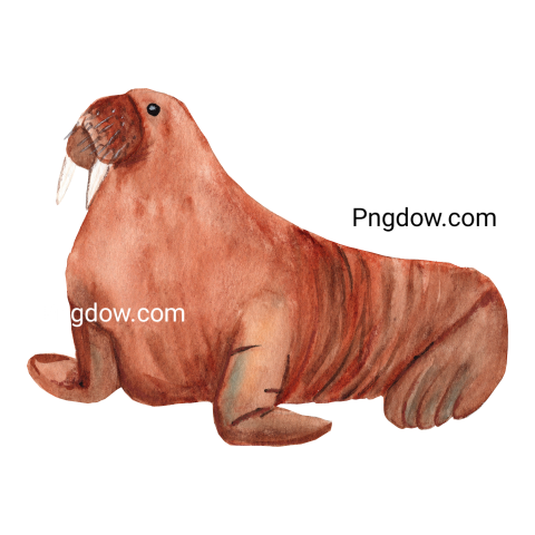 Watercolro arctic animal walrus