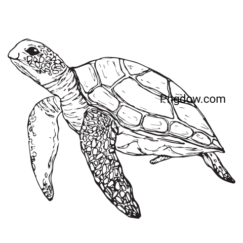 Sea Turtle Illustration PNG image