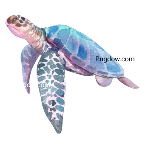 Watercolor Turtle Illustration png image