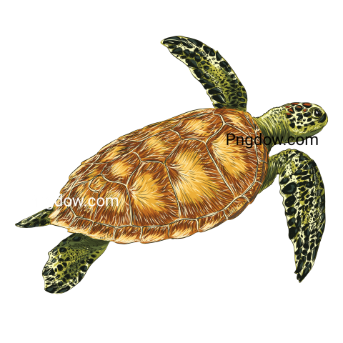 Turtle transparent background image free