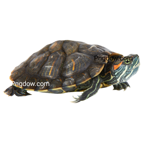 Turtle tortoise transparent background