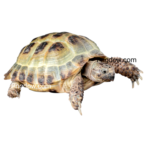 Hermann's Tortoise, Testudo Hermanni