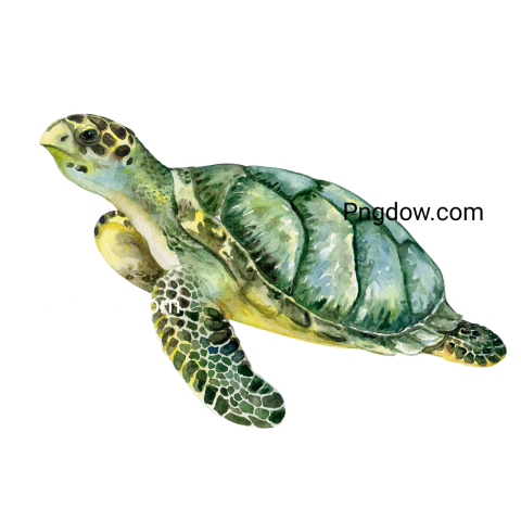 Turtle watercolor illustration for free