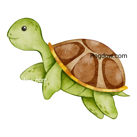 Watercolor turtle illustration