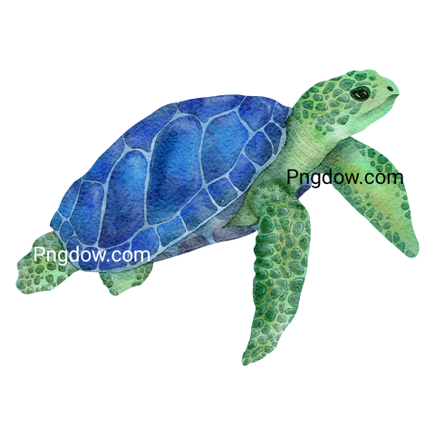 Cute watercolor sea turtle illustration