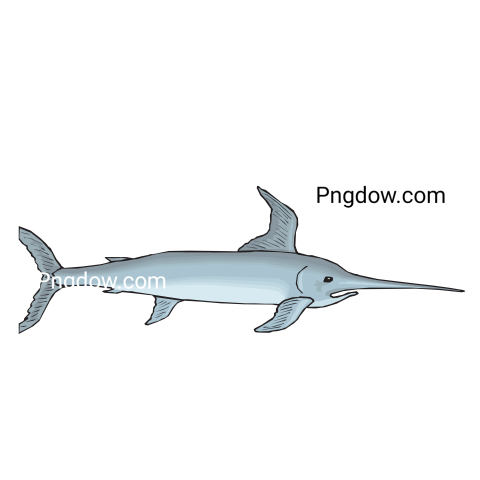 Swordfish transparent background, image free