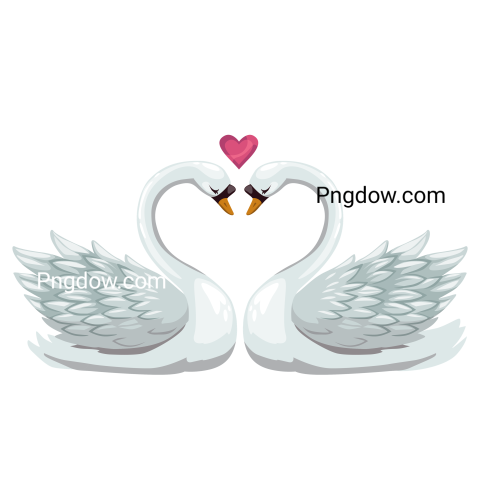 Swan birds in love isolated