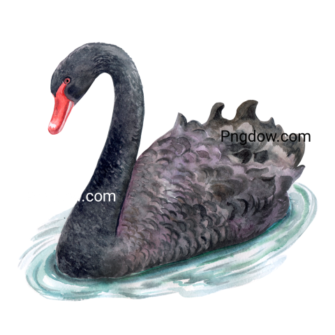 Swan black Bird Watercolor