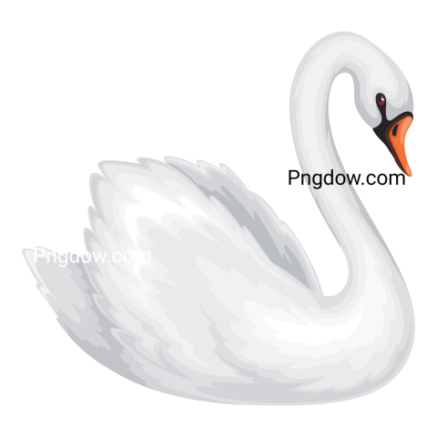 White Swan Png transparent background