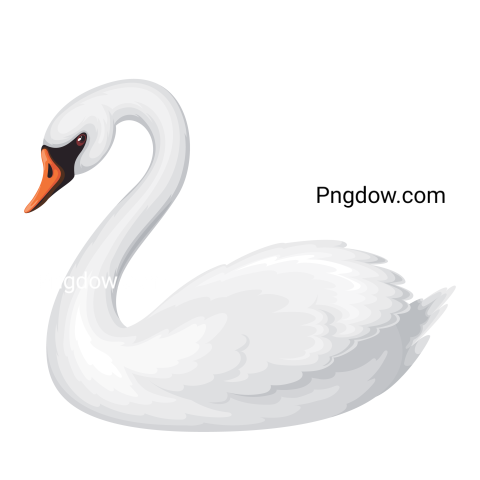 White Swan transparent background