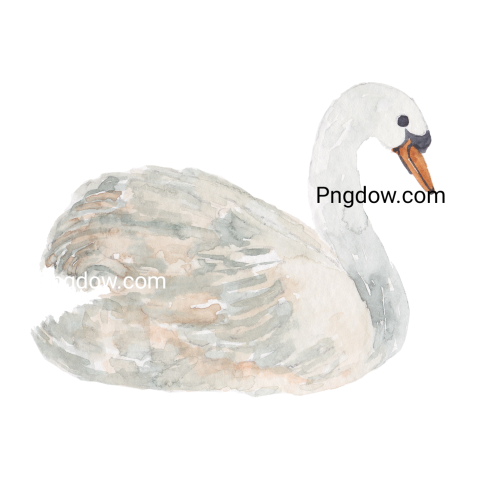 Swan transparent background image