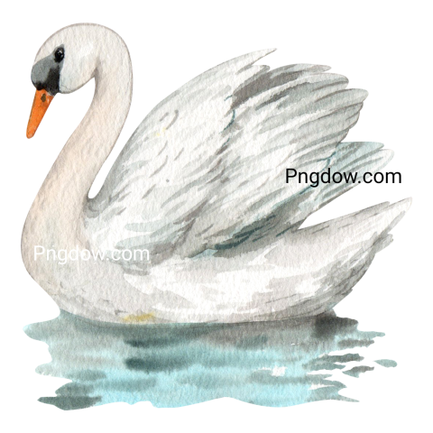Watercolor Swan Illustration
