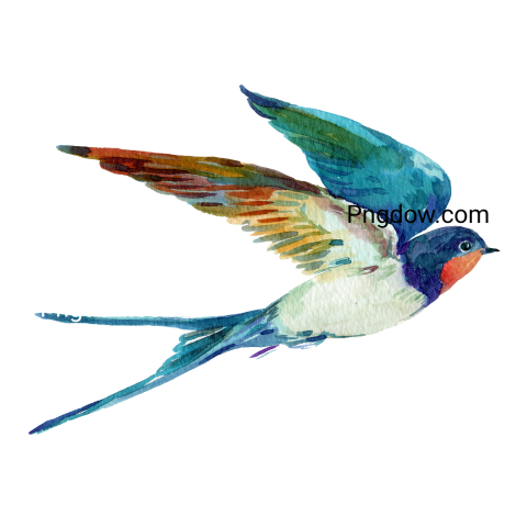 Bird Swallow Watercolor Illustration