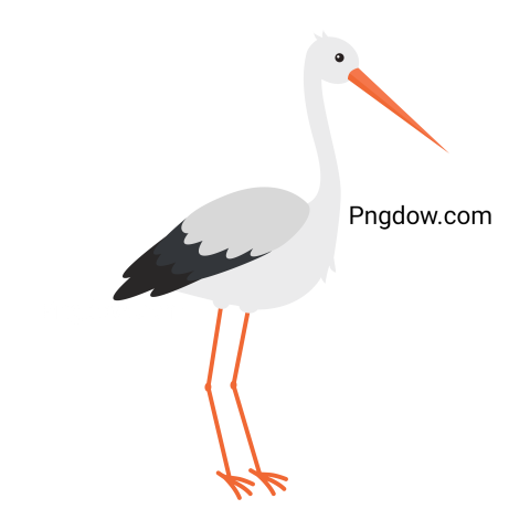 Stork Bird Illustration