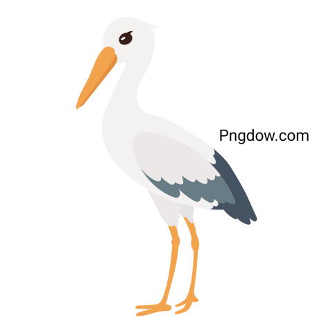 Stork Animal Illustration