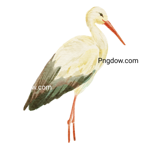 Illustration of a watercolor stork