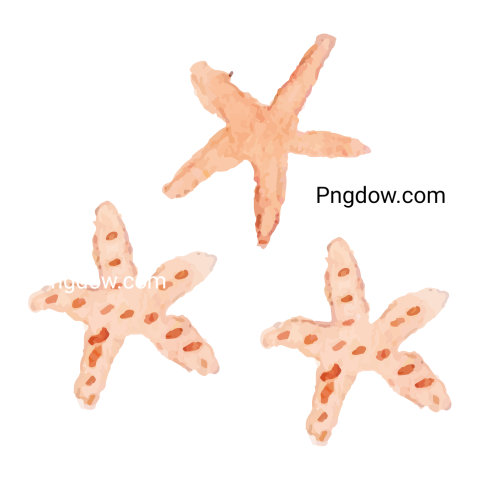 Summer Starfish Element Watercolor