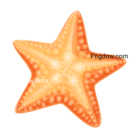 Orange Starfish Animal