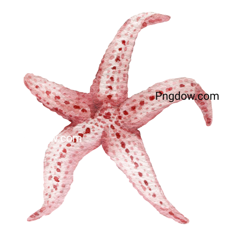 Pink starfish sea dweller, watercolor illustration