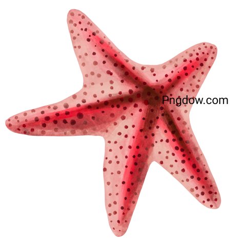 Watercolor Starfish Illustration