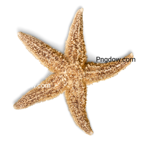 Starfish Sea Creature Isolated