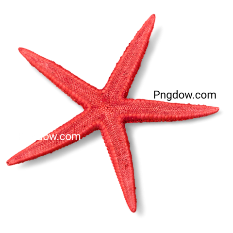Red Starfish Isolated