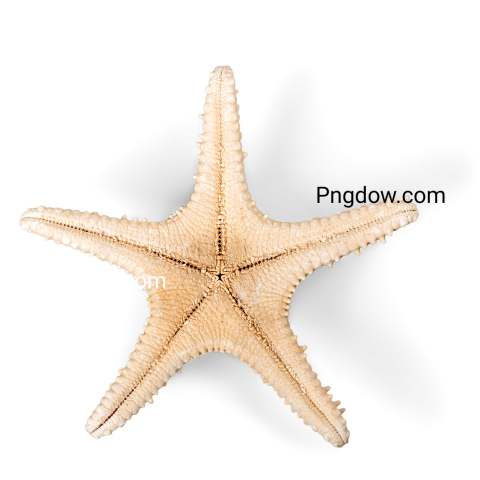 Starfish transparent background image free