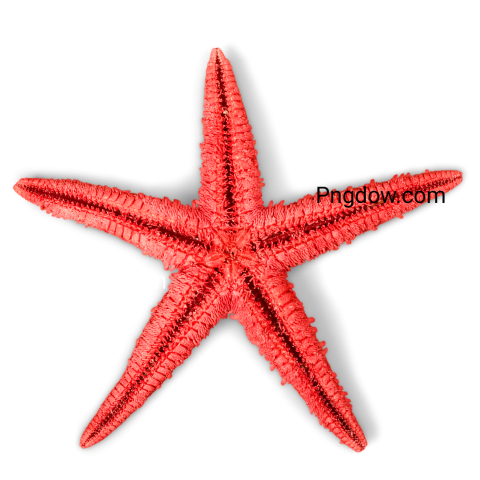 Red Starfish Isolated Png image