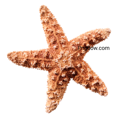 Tropical Starfish Seastar