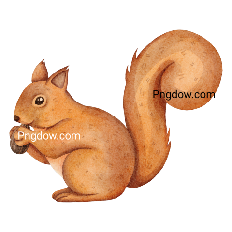 Watercolor squirrel Png image