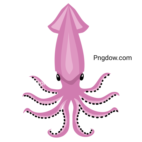 Squid transparent background image free