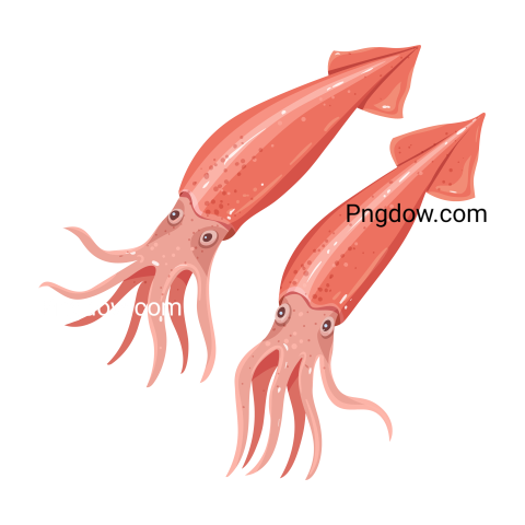Squid Vector Illustration