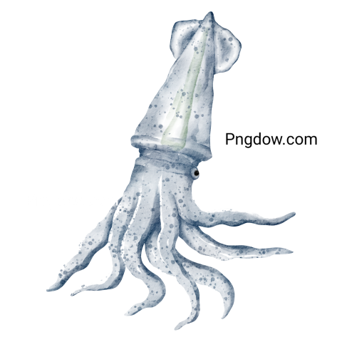 Watercolor squid transparent background