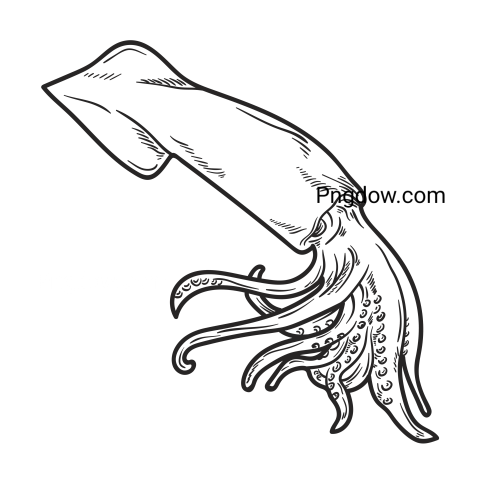 Hand Drawn Squid png free download