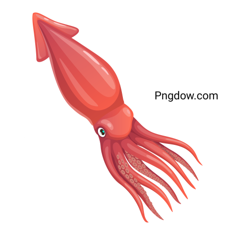 Cartoon squid, vector calamari mollusk animal