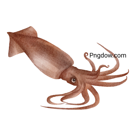 Watercolor squid Png free image
