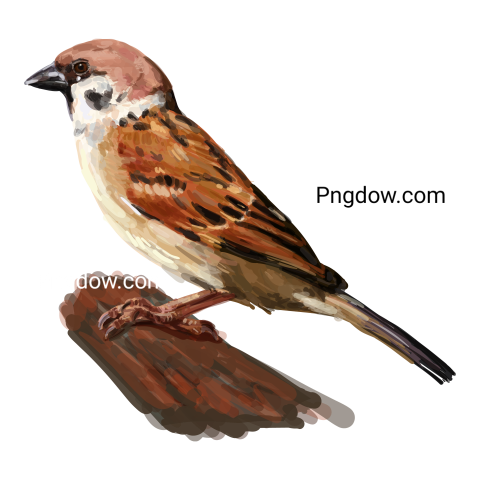 Tree sparrow bird transparent background