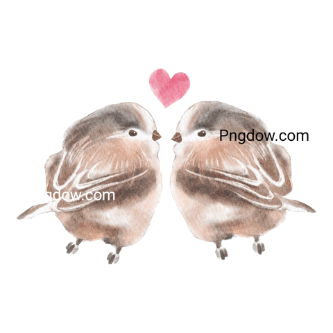 Couple Sparrow bird transparent background