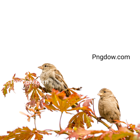 Sparrow Couple transparent background