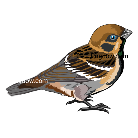 Воробей Sparrow Bird transparent background