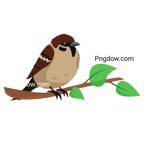 Sparrow Bird on Branch