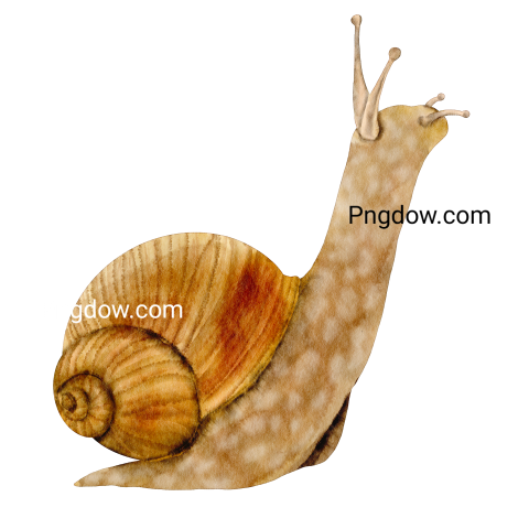 Watercolor snail transparent background
