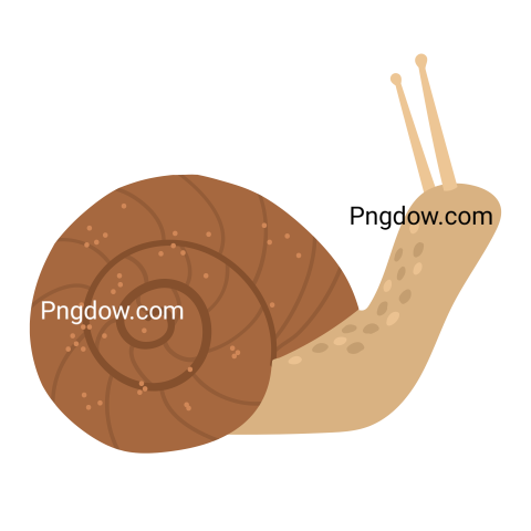 Snail with Shell Illustration